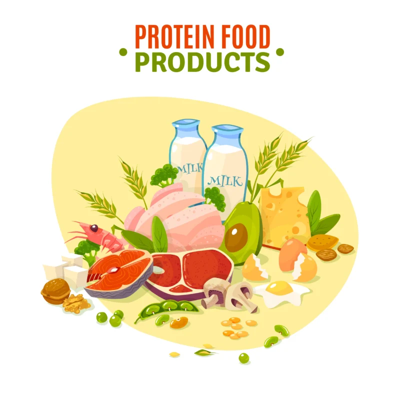 High Protein Muscle Gain Diet